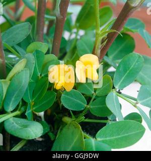 Muttern - Erdnuss-Pflanze in Blüte (Arachis Hypogaea) FRU044751 Stockfoto