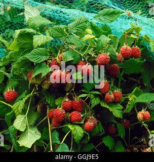 Himbeeren - bereit mit Net entfernt - Kommissionierung-(Rubus Idaeus) FRU044189 Fotos Horticul Stockfoto