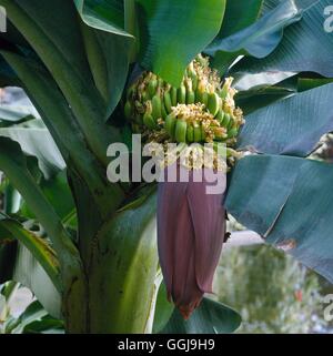 Banane - "Dwarf Cavendish" AGM - (Musa Acuminata) (AAA-Gruppe) FRU049694/p Stockfoto