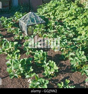 Erdbeere - Blüte FRU099551 Stockfoto