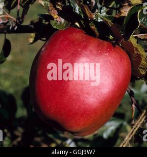 Apple - 'Calville Rouge d ' Hiver' (Herd) FRU103039 Stockfoto