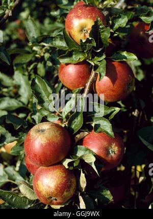 Apple - "Jupiter" AGM (Dessert) FRU107080 Stockfoto