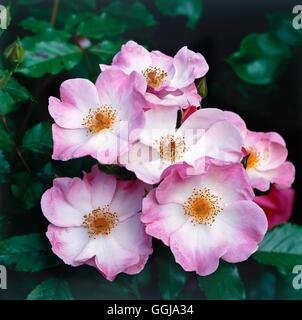 Bodendecker-Rose - Rosa "Rosige Kissen" AGM GCR025099 Stockfoto