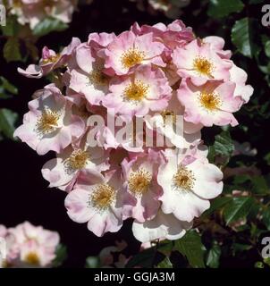 Bodendecker-Rose - Rosa "Rosige Kissen" AGM GCR063039 Stockfoto