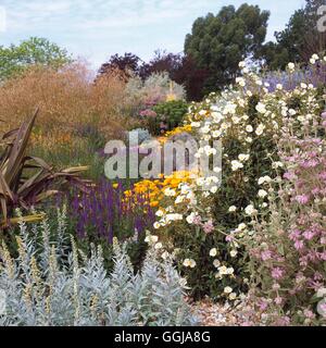 Hyde Hall RHS Garden-Rettendon Chelmsford Essex-- Dry Garten in June GDN019259 Fotos Stockfoto