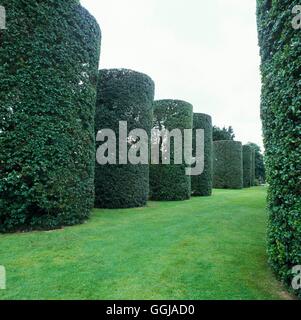 Arley Hall und Gärten - Northwich Cheshire - The Ilex Avenue (abgeschnittene Quercus Ilex) GDN090763 Stockfoto