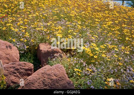 Eden Project - St. Austell Cornwall. Feuchten Tropen Biom-(bitte Kredit) GDN108250 Fotos Stockfoto