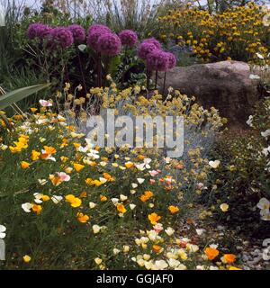 Hyde Hall RHS Garden-Rettendon Chelmsford Essex-- Dry Garten in June GDN111167 Fotos Stockfoto