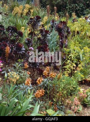 Der alte Pfarrhof - Ost Ruston Norfolk-- Aeonium "Zwartkop" AGM in Eingang - Gericht - (Bitte Standort Kredit) G Stockfoto