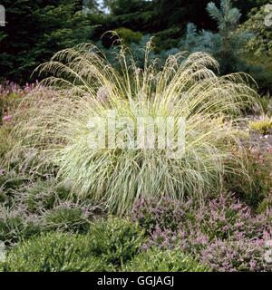 Molinia Caerulea - 'Vareigata' HV GRA016991 Stockfoto