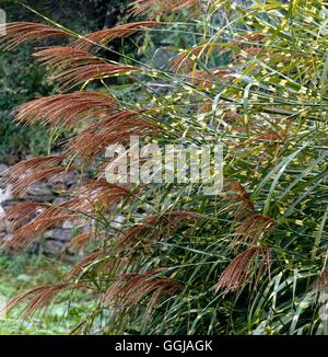 Miscanthus Sinensis - 'Zebrinus' GRA019416 Stockfoto