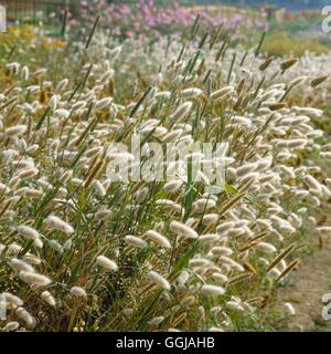 Lagurus Ovatus AGM-Hares Tail "GRA037428 Stockfoto