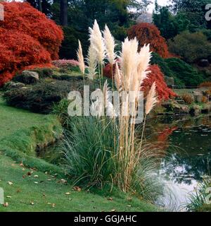 Cortaderia Selloana - Pampasgras GRA041531 Stockfoto