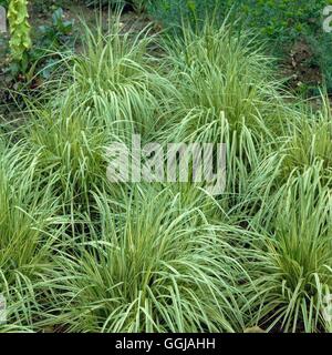 Molinia Caerulea - 'Variegata' AGM GRA042461 Stockfoto