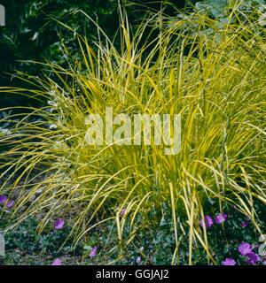 Carex Elata - "Aurea" AGM - Bowles Golden Sedge GRA044481 Stockfoto