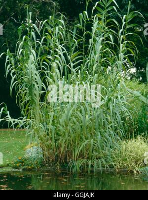 Arundo Donax - Giant Reed GRA050478 Stockfoto