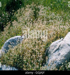 Lagurus Ovatus - wächst wild auf Guernsey Hares-Tail GRA051814 /Photoshot Stockfoto