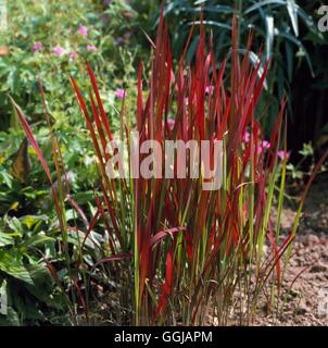 Imperata Cylindrica - 'Rubra' - (Syn I.c 'Red Baron') GRA090404 /Photosho Stockfoto