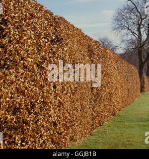 Hecke - Fagus Sylvatica (Buche) im Winter HED006842 Stockfoto