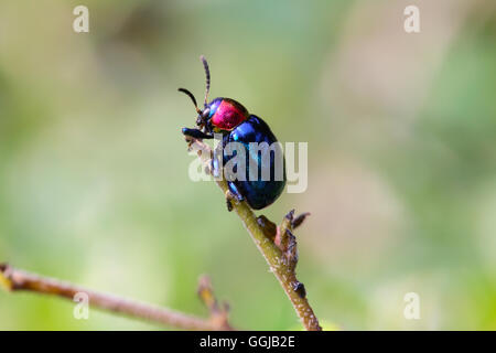 Essen ist blau Scarabaeidae auf AST Baum im Garten und Blätter zu essen. Stockfoto