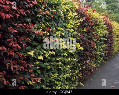 Hecke - von Fagus Sylvatica AGM abwechselnd mit - Fagus Sylvatica Atropurpurea Gruppe HED111211 Stockfoto