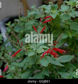 Salvia Elegans 'Scarlet Pineapple' (Syn S. Rutilans) Ananas Salbei Datum: 7.07.08 HER009189 P Stockfoto