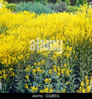 Färberwaid - (Isatis Tinctoria) HER022538 Stockfoto