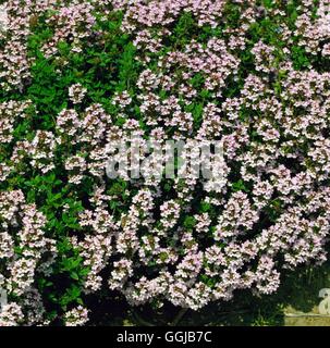 Thymian - Garten - (Thymus Vulgaris) HER042486 Stockfoto