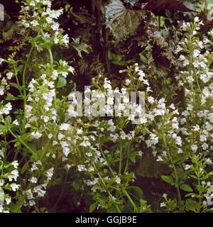 -Weniger - Bergminze (Calamintha Nepeta) HER058923 Stockfoto