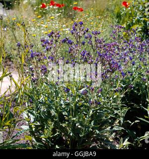 Alkanet- oder Färberin Bugloss (gab Tinctoria)'' ' HER072108 /Photosh' Stockfoto