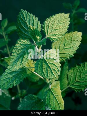 Zitronen-Melisse - (Melissa Officinalis) HER074988 Stockfoto