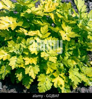 Das Mutterkraut - Golden - (Tanacetum Parthenium 'Aureum') HER076968 Stockfoto