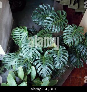 Monstera Deliciosa - Schweizerkäse-Anlage HPS018833 Stockfoto
