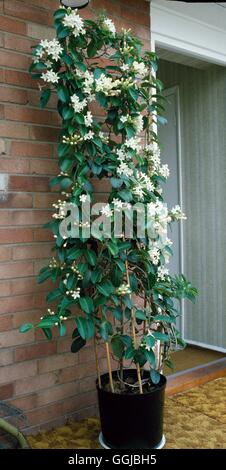 Stephanotis Floribunda AGM HPS036805 Stockfoto