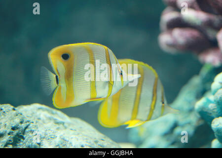 Kupfer-Banded Schmetterlingsfische im Meer. Stockfoto