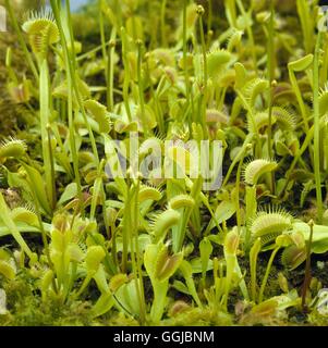 Fleischfressende Pflanzen - Dionaea Muscipula-Venus Fly Trap HPS056440 zum Stockfoto