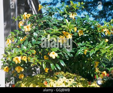 Allamanda Cathartica - 'Hendersonii' AGM HPS091517 Stockfoto