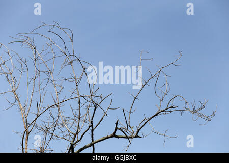 Zweige der toten Bäumen in tropischen Wäldern auf blauen Himmelshintergrund. Stockfoto