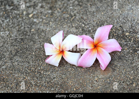 weiße Plumeria oder Frangipani Blume am Boden im Garten. Stockfoto