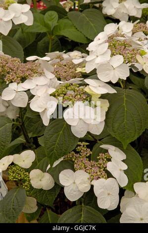 Hydrangea Macrophylla - 'Veitchii' AGM-(Lacecap) MIW250102 Stockfoto