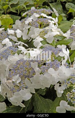 Hydrangea Macrophylla - 'Lanarth White' AGM-(Lacecap) MIW250144 /Photosho Stockfoto