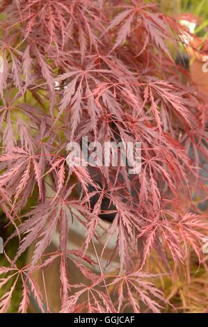 Acer Palmatum - var. Dissectum 'Inaba-Shidare' MIW250168 Stockfoto