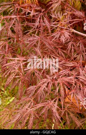 Acer Palmatum - var. Dissectum "Crimson Queen" MIW250169 Stockfoto
