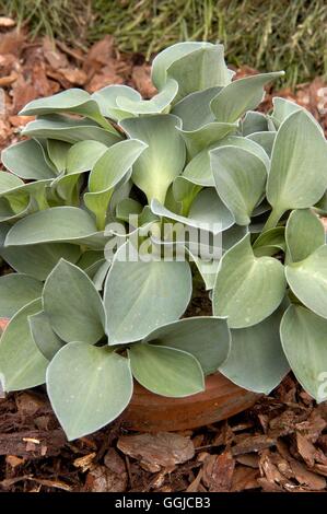 Hosta - 'Blue Mouse Ears' MIW250178 Stockfoto