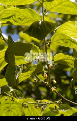 Kaki - Japanisch-mit Blumen - (Diospyros Kaki) MIW250239 /Photosh Stockfoto