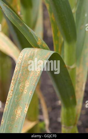 Porree Rost, Puccinia allii (syn S. porri), Pilzerkrankungen Infektion