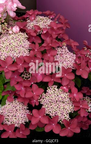 Hydrangea Macrophylla - "Lady in Red" MIW250272 Stockfoto