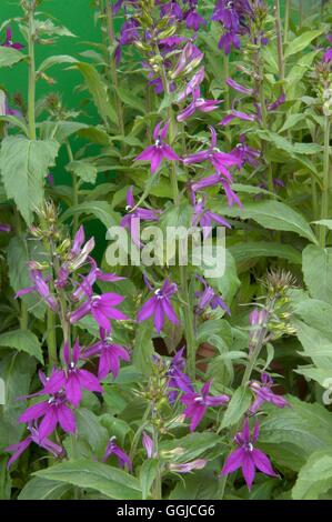 Lobelia X speciosa-'Hadspen Purple' MIW250302 Stockfoto