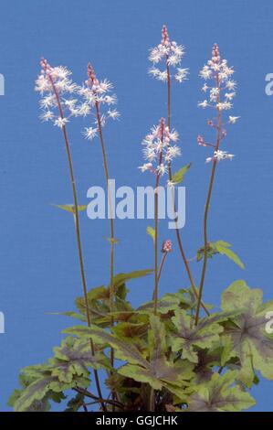 Tiarella - "Zucker und Gewürz" MIW250338 Stockfoto