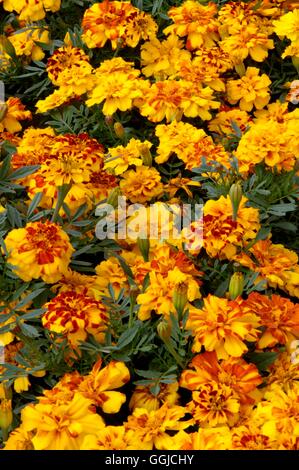 Ringelblume - Französisch-- Tagetes Patula "Durango Bolero" MIW250346 Stockfoto